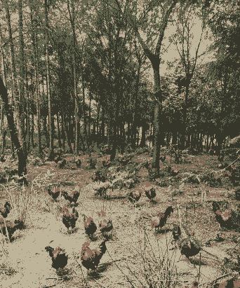 林木下养殖什么好