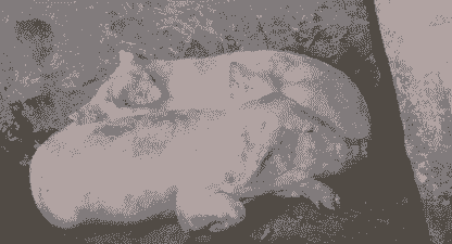 猪缺钙有什么症状