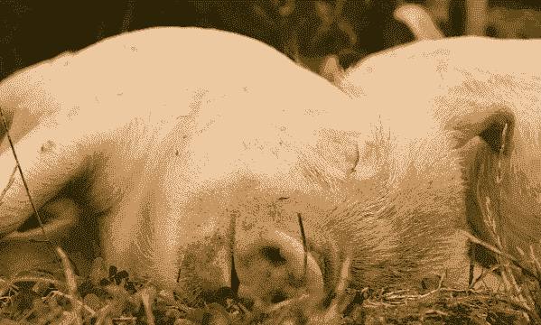 小猪中暑是什么症状