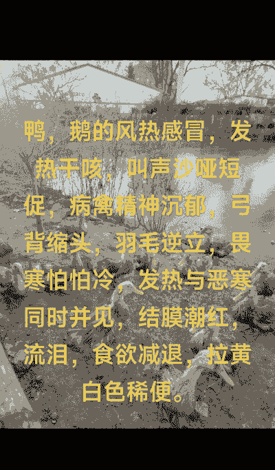 鸭子发热是什么症状