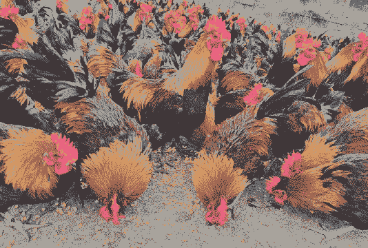 广西农村养殖什么好呢