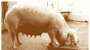 母猪为什么要驯化