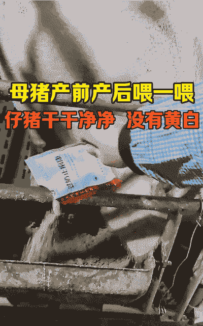 流产母猪喂什么料