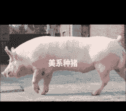 什么叫美系猪