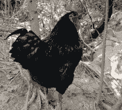 黑色公鸡是什么品种