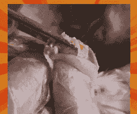 肉鸡气管堵塞什么症