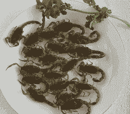 什么能克狐狸 蝎子