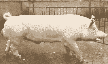 种公猪吃什么好