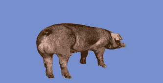 药克猪什么特点