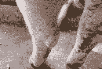 母猪产后脚疼痛