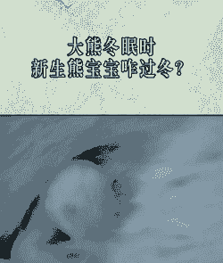 熊什么时候过冬