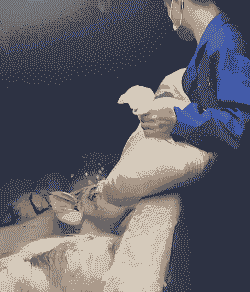 家养猪用什么喂