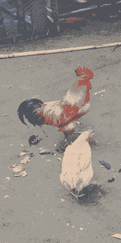 农村养殖什么最划算