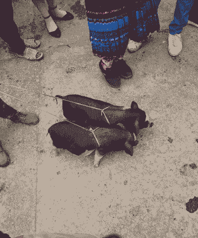 为什么越南猪便宜