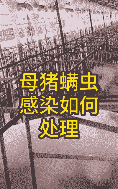 母猪炎症最怕什么