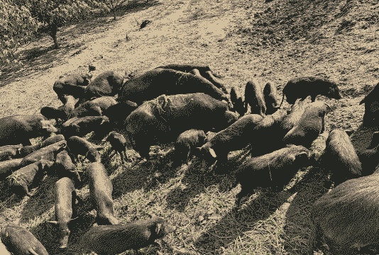 什么是生态猪养殖