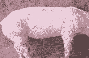 猪圆环病毒是什么