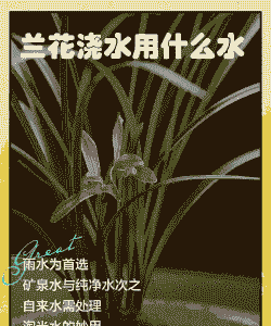 建兰喜欢什么水浇