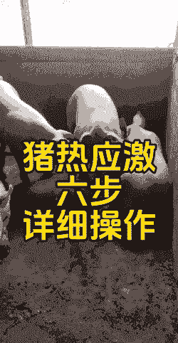 大猪发烧打什么