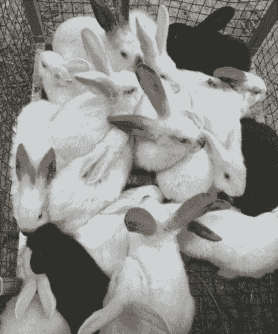 养殖什么肉兔好