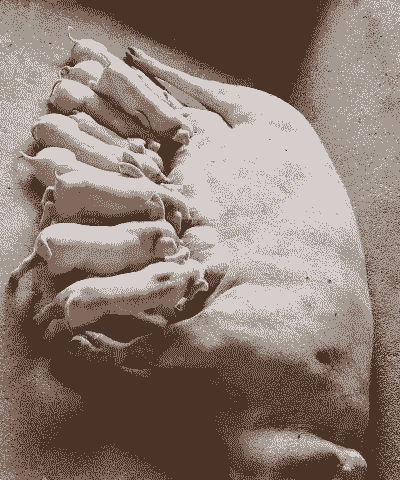 什么品种母猪产仔最多