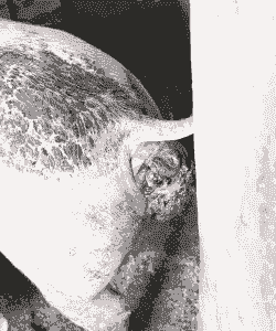 小猪脱肛要买什么呀