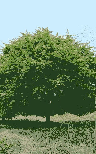 养鸡种植什么树好