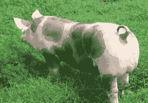 皮特兰为什么不推广