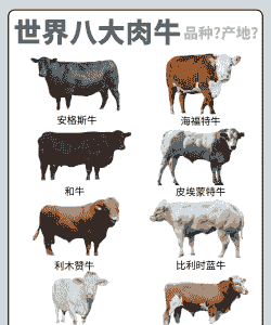 养殖牛都有什么品种