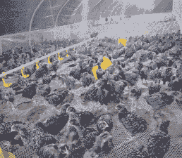 河北沧州养殖点什么