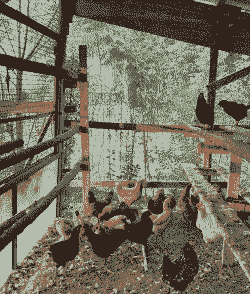 鸡舍里种什么好