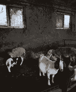 圈养羊喂什么最好