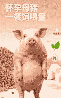 母猪有孕后吃什么