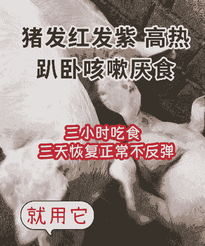 猪发烧了打什么