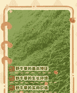 河南养牛种什么牧草