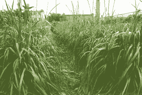 什么草种植喂牛