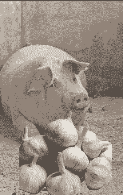 大蒜喂猪有什么好