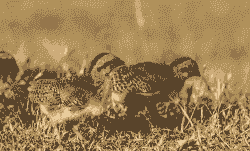 野鸡鸡雏吃什么