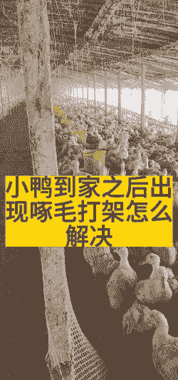 鸭子为什么啄毛