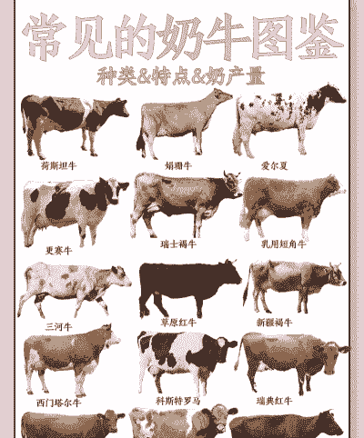 养奶牛什么品种最好