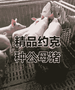 约克母猪配什么猪