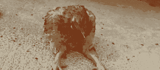 柴公鸡为什么瘫痪