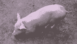 仔猪为什么腿发软