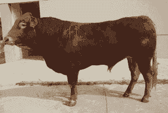 南方养什么肉牛品种