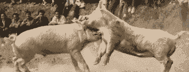 为什么猪会打架