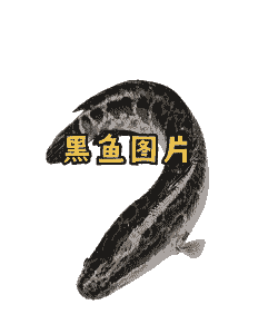 家养黑鱼什么样