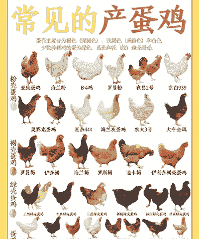 蛋鸡用什么品种好
