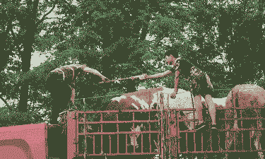 运输牛羊需注意什么