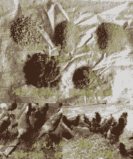 家养野鸡喂什么饲料