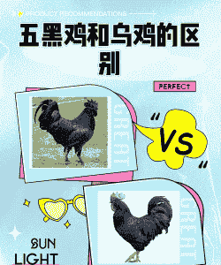 黑鸡属于什么品种